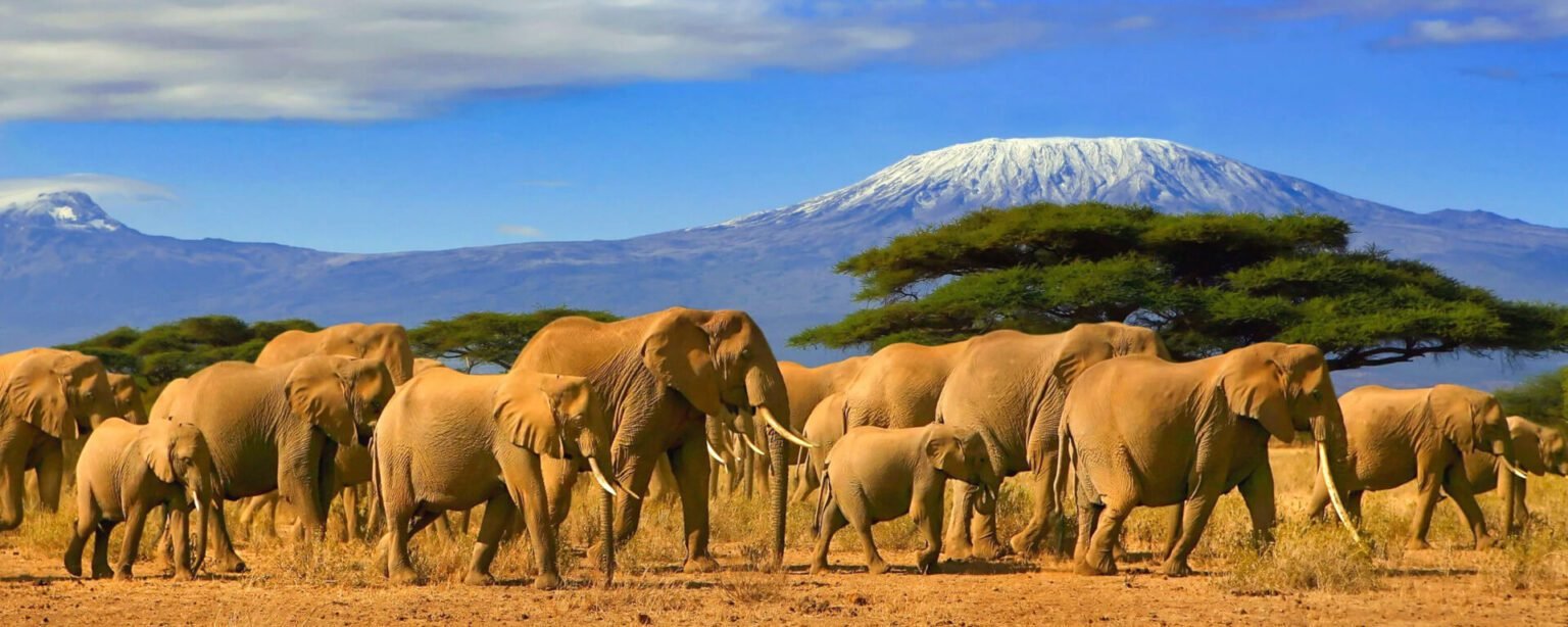 Best Attractions and Things to Do in Tanzania