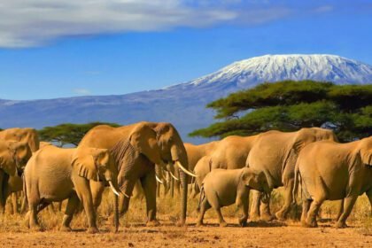 Best Attractions and Things to Do in Tanzania