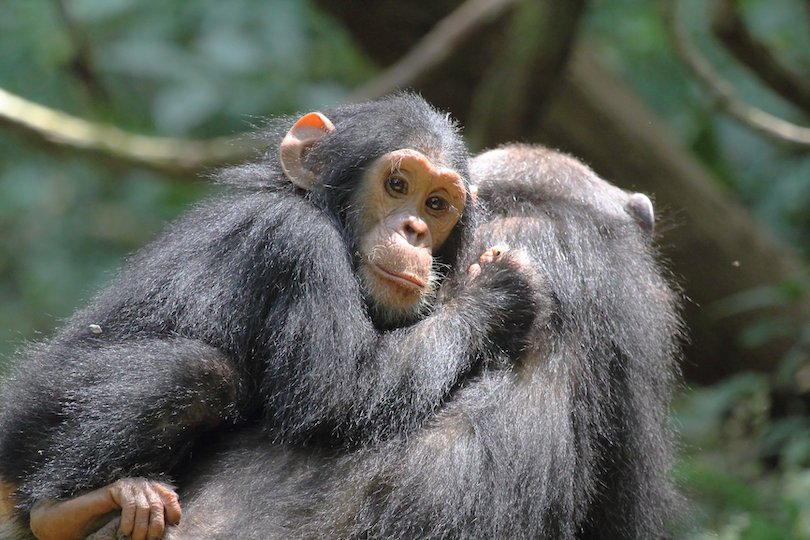 Gombe Stream National Park