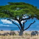 group-elephants-big-green-tree-wilderness_181624-16897