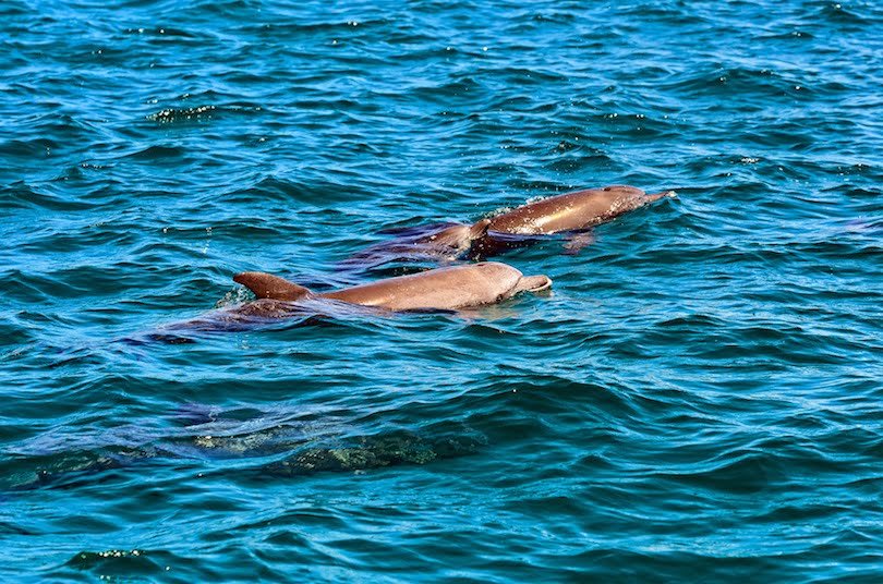 Malindi Marine National Park