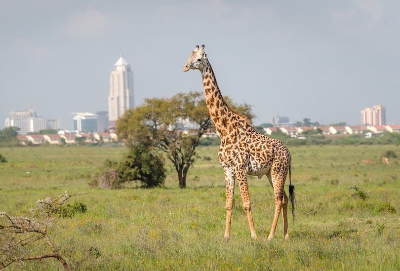 Nairobi National Park