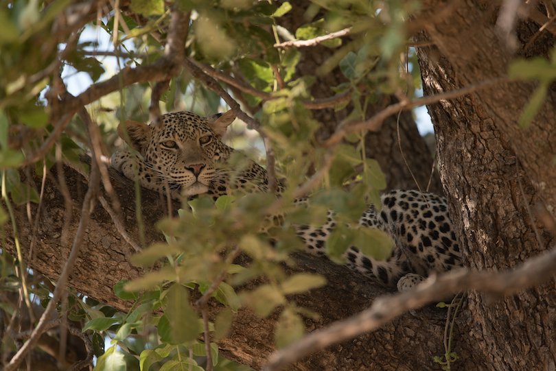 Ruaha National Park