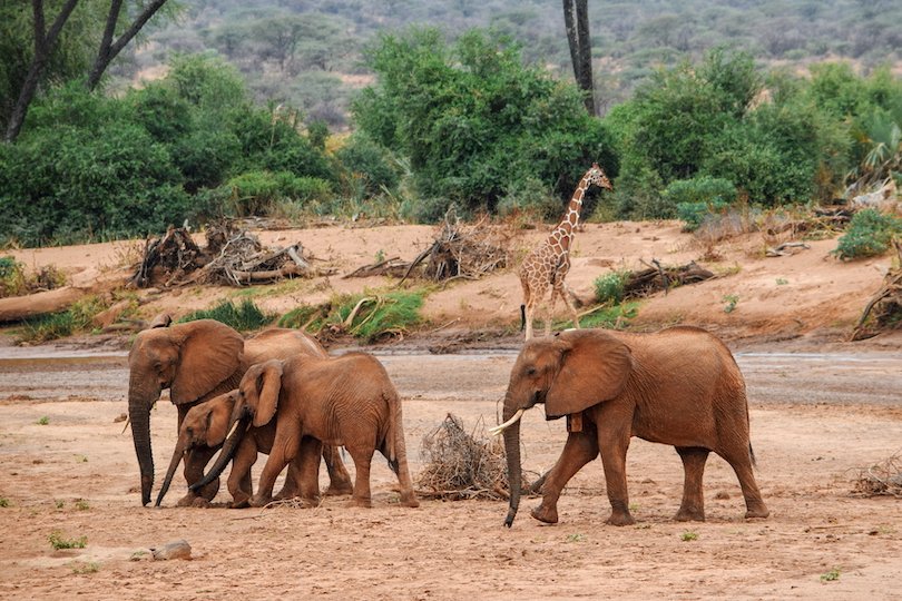 Samburu National Reserve