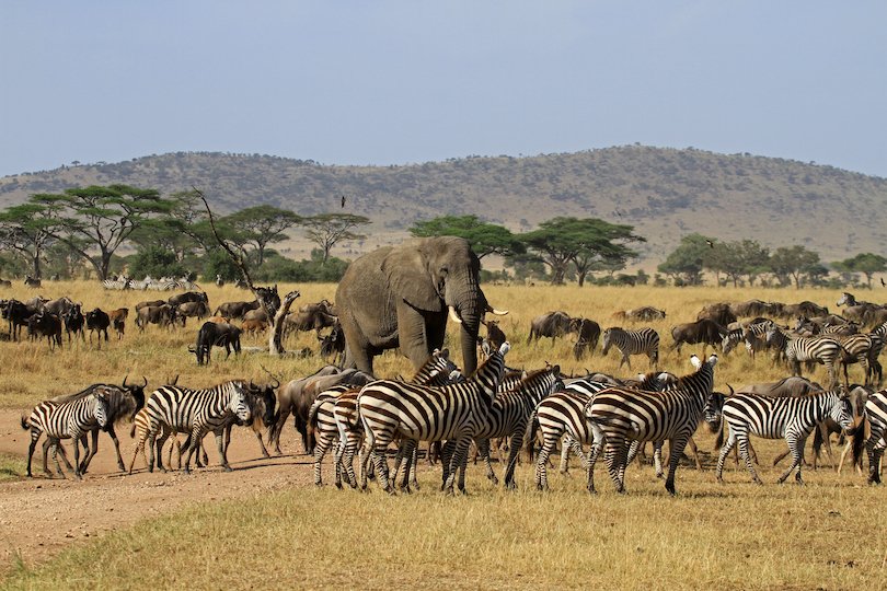 Serengeti National Park