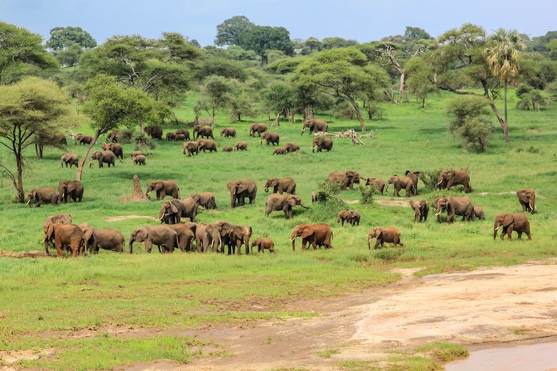 Tarangire National Park