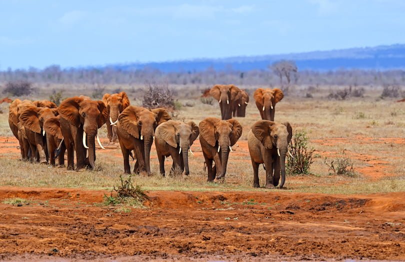 Tsavo East National Park