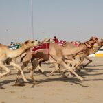 Camel-racing