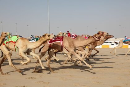 Camel-racing