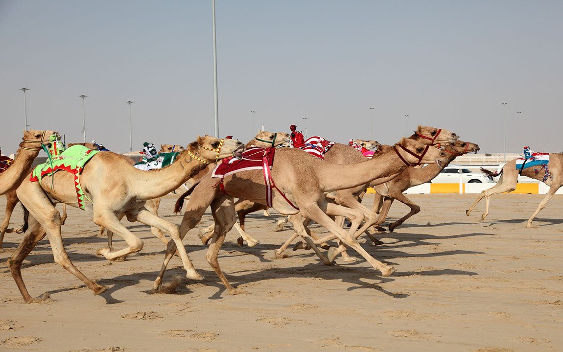 Camel-racing