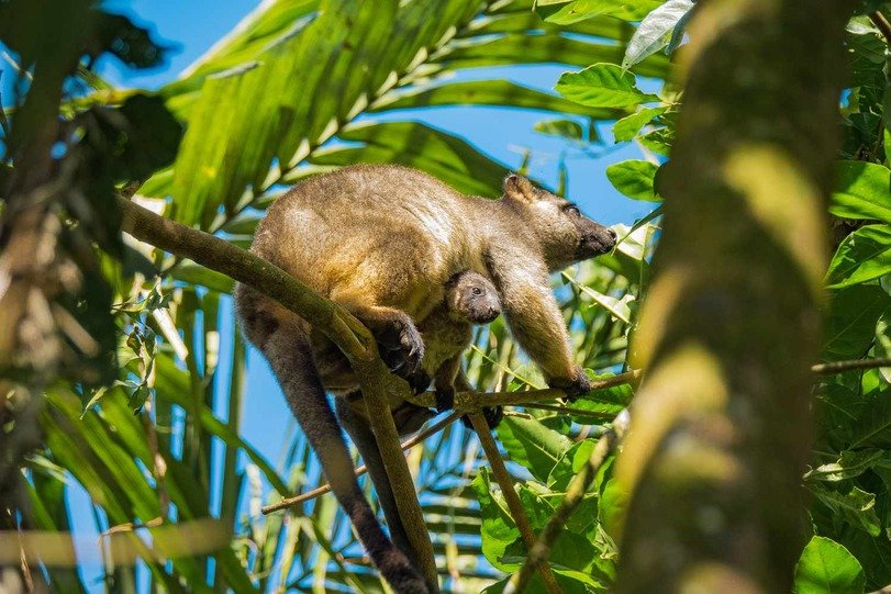 Daintree National Park