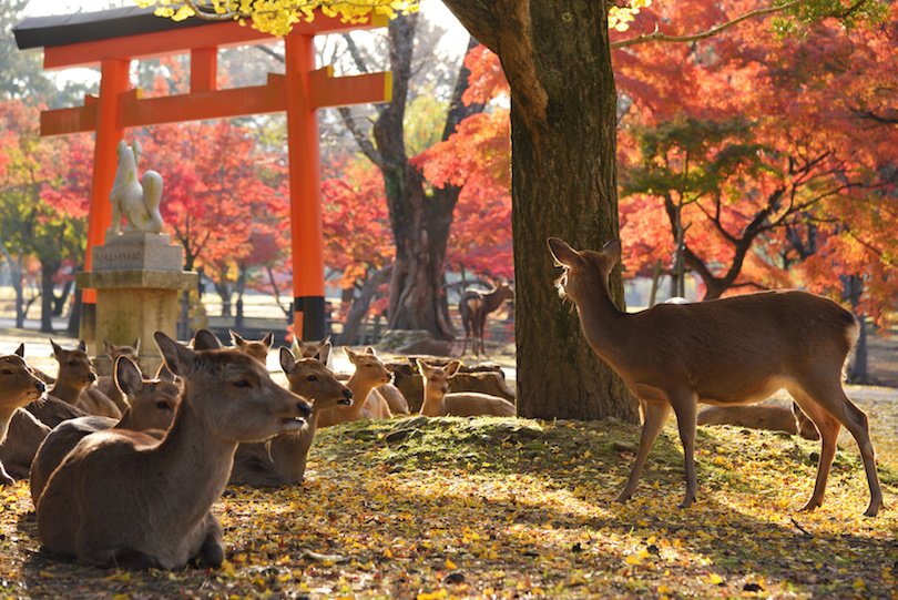 Kyoto and Nara Day Trip from Osaka