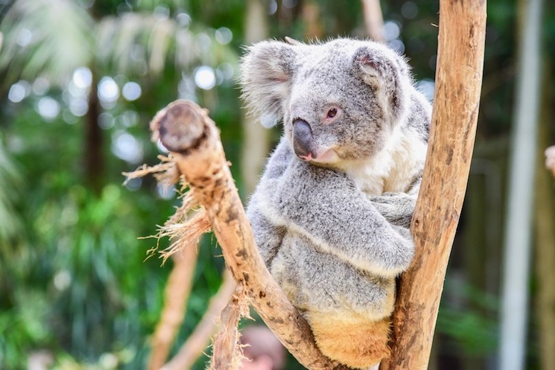 5 Best Day Tours in Australia