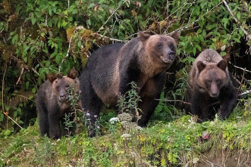 Great Bear Rainforest