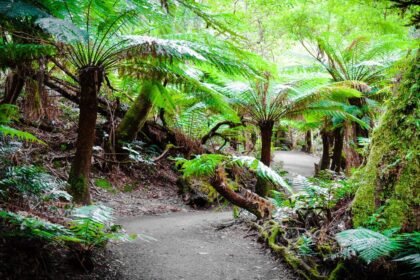 Great_Otway_National_Park-_Resized