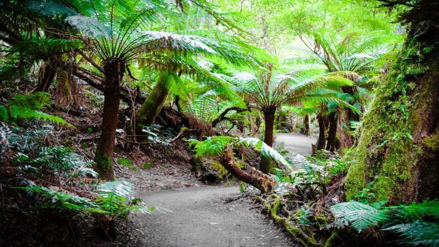 Great_Otway_National_Park-_Resized