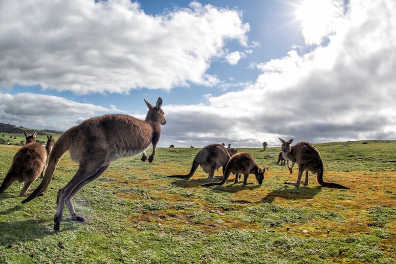 Kangaroo Island