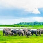 Minneriya-national-park-national-park-in-Sri-Lanka-is-famous-for-the-most-spectacular-annual-elephant-gatherings-1280×720