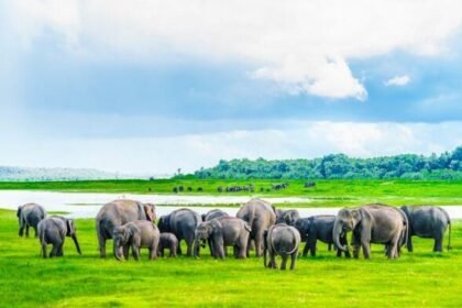 Minneriya-national-park-national-park-in-Sri-Lanka-is-famous-for-the-most-spectacular-annual-elephant-gatherings-1280×720