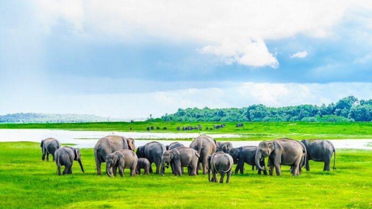 Minneriya-national-park-national-park-in-Sri-Lanka-is-famous-for-the-most-spectacular-annual-elephant-gatherings-1280×720