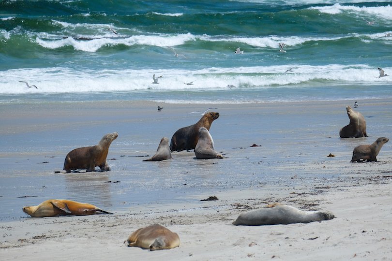 Kangaroo Island