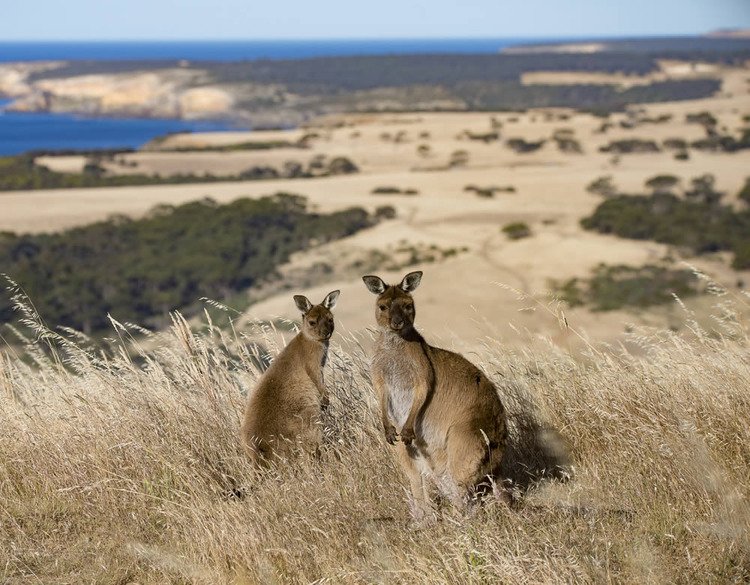 South Australia