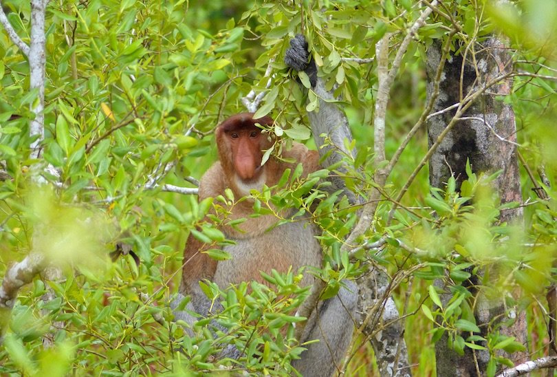 Bako National Park