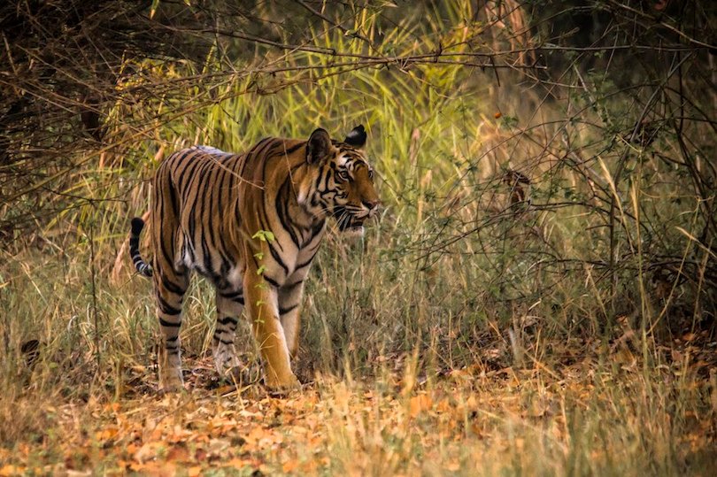 Bandhavgarh National Park