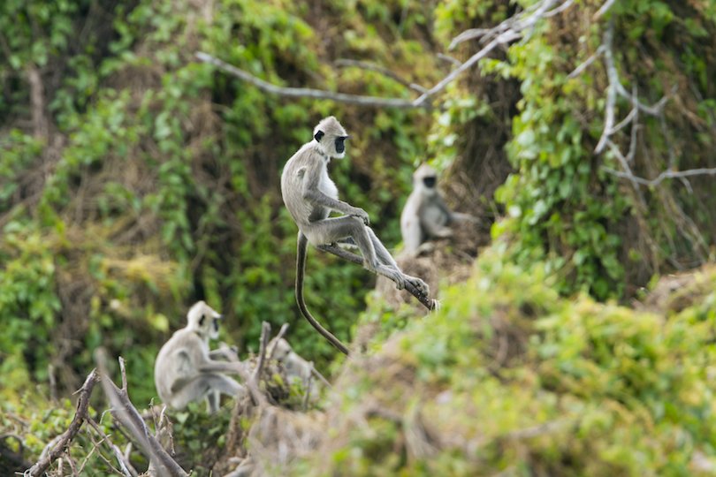 Bundala National Park