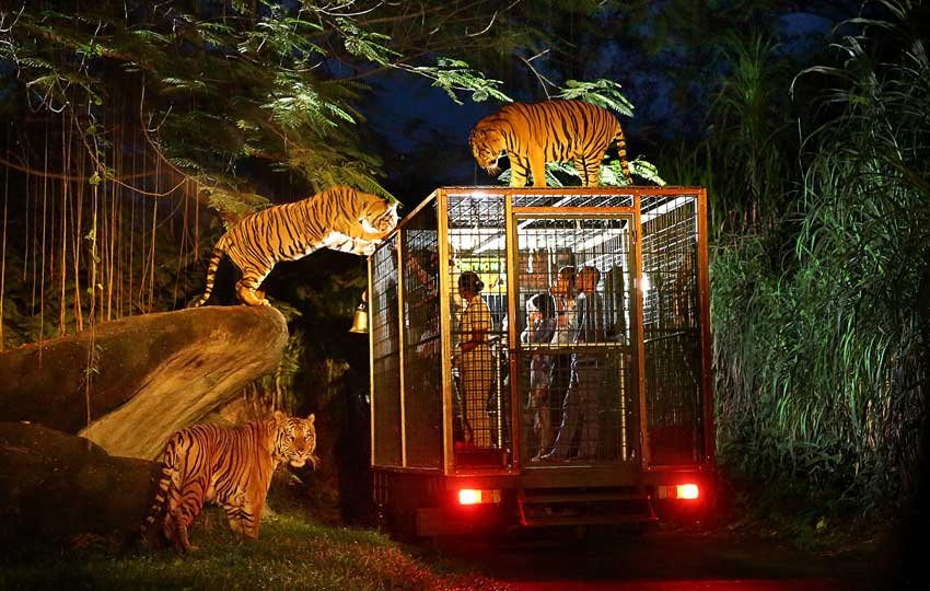 Night Safari