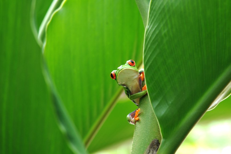 Tortuguero National Park