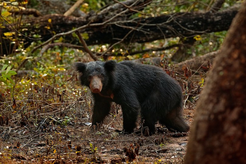 Wilpattu National Park