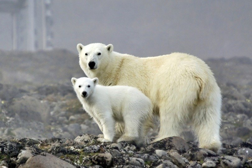 Russian Arctic National Park