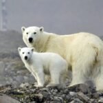 Russian Arctic National Park (2)