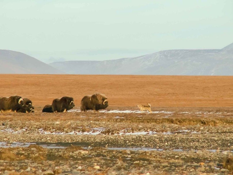 Wrangel island